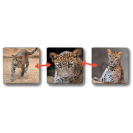 Betexa LotoTrio Zvieratká v ZOO 1