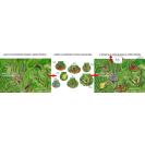 Betexa Začíname vystrihovať - Na Lúke