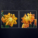 Mould King 24118 Stavebnica kvitnúcich rastlín – Chryzantéma