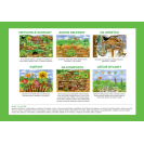 Betexa Začíname vystrihovať - Záhrada