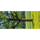 2Kids Toys Lezecké úchyty s popruhy na strom 12 ks